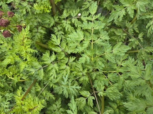 Fernleaf Biscuitroot (Lomatium dissectum)