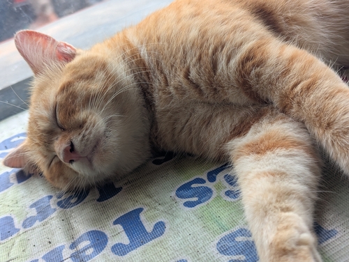 Felis catus