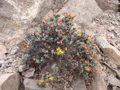 Dinemandra ericoides