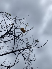 Magnoliopsida