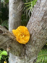 Magnoliopsida