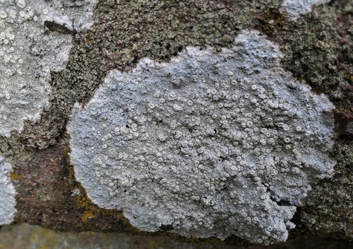 Crawfish Lichen