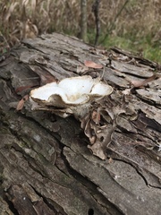 Bondarzewia berkeleyi