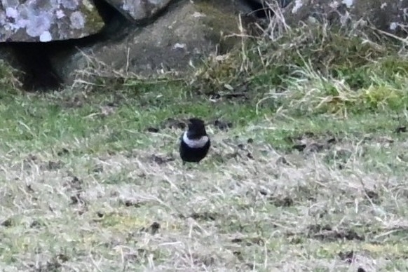 Ring Ouzel (Turdus torquatus), photo 6