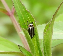 Disonycha pensylvanica