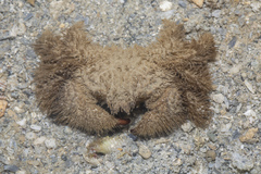 Pilumnus vespertilio