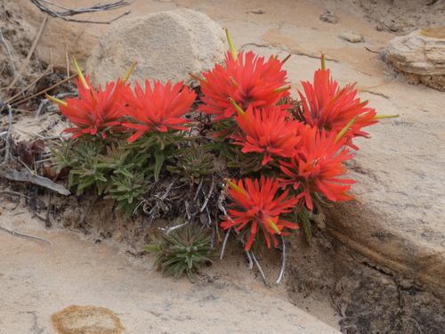 Zion Indian paintbrush (Castilleja scabrida)