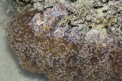 Fimbriaphyllia ancora