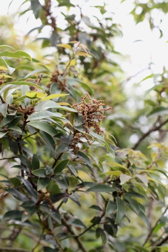 Bamboo-Leaf Oak (Quercus myrsinifolia)