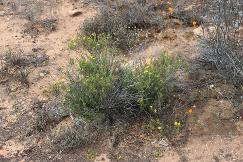 Simple Perdekaroo (Oedera sedifolia)