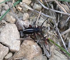 Dorcadion cinerarium