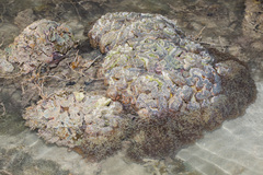 Fimbriaphyllia ancora