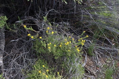 Square Perdekaroo (Oedera squarrosa)