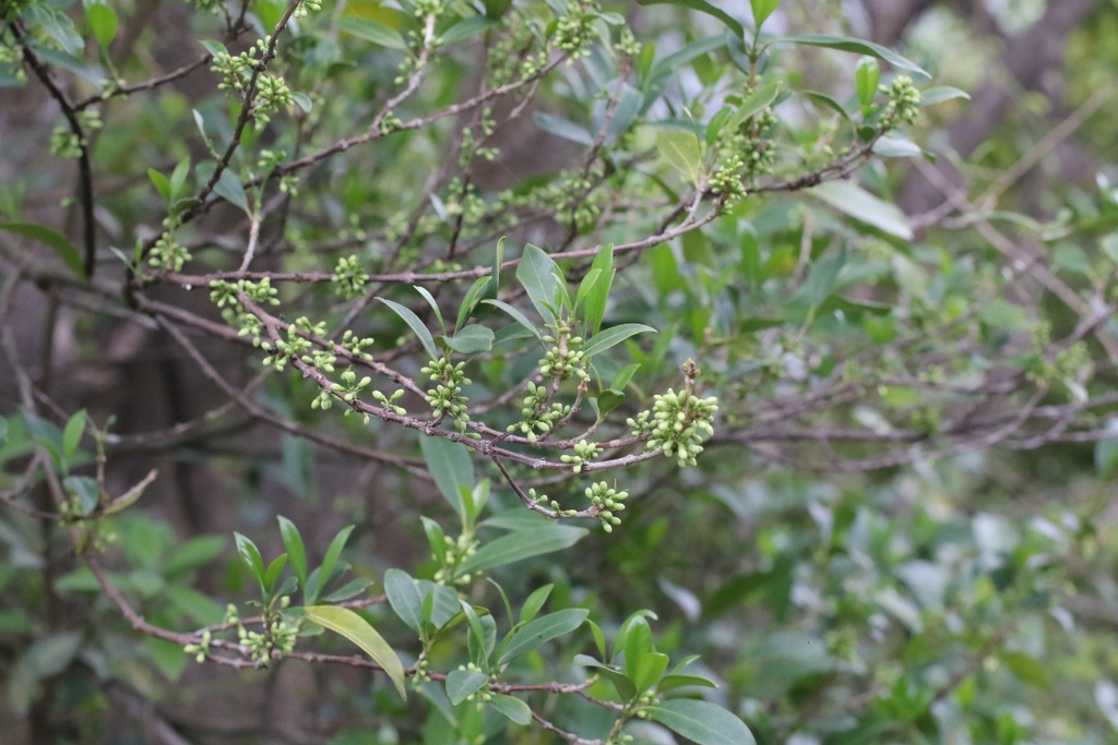 Diplospora dubia; photograph author not stated, no rights reserved