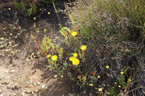 Lampranthus glaucus, photograph 6