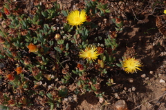 Lampranthus glaucus, photograph (c) Tony Rebelo, some rights reserved (CC BY-SA)