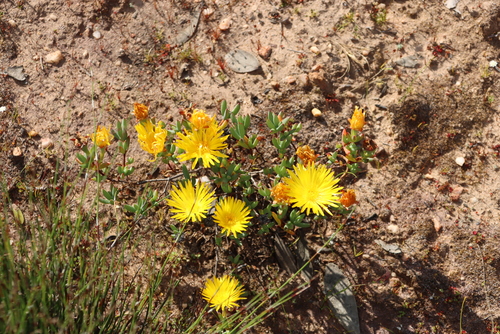 Lampranthus glaucus, photograph 4