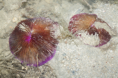 Fungia fungites