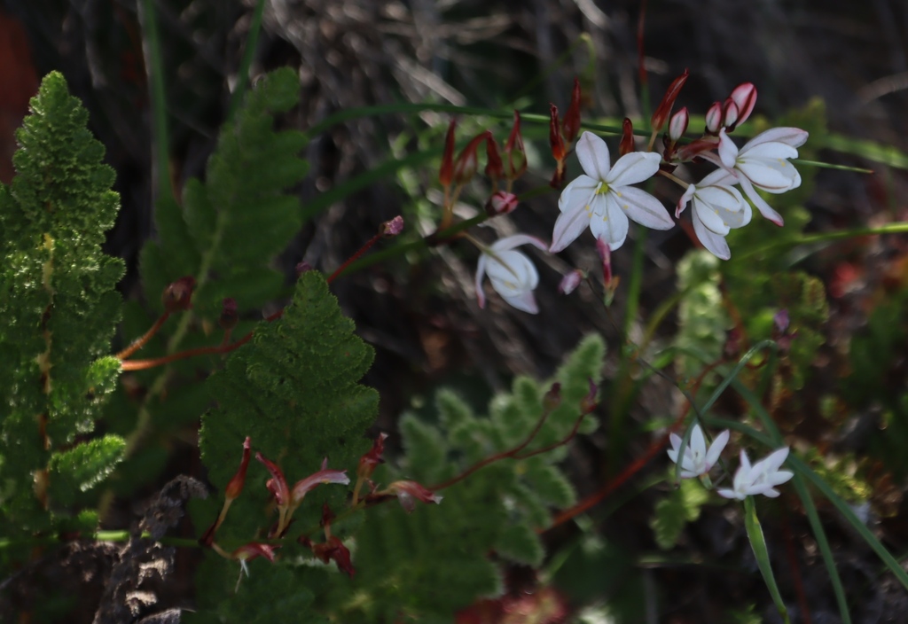 Chlorophytum graminifolium; photograph (c) Tony Rebelo, some rights reserved (CC BY-SA)