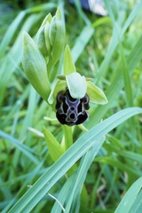 Ophrys kotschyi