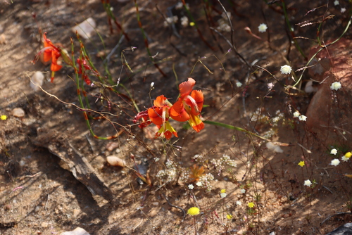 King Kalkoentjie (Gladiolus alatus)
