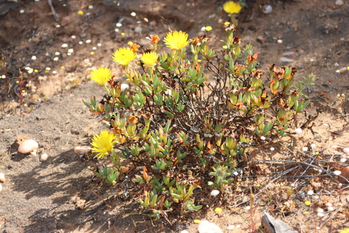 Hairless Brightfig (Lampranthus glaucus)