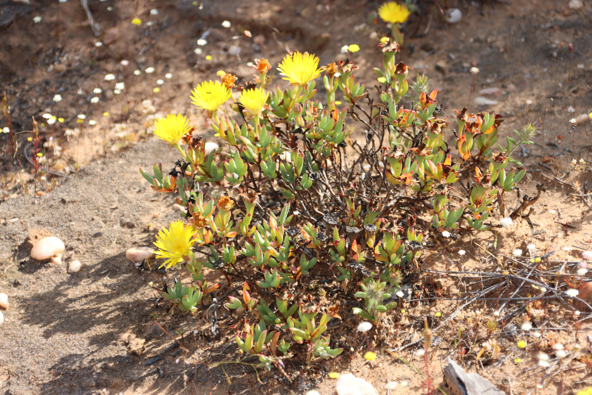 Hairless Brightfig (Lampranthus glaucus)