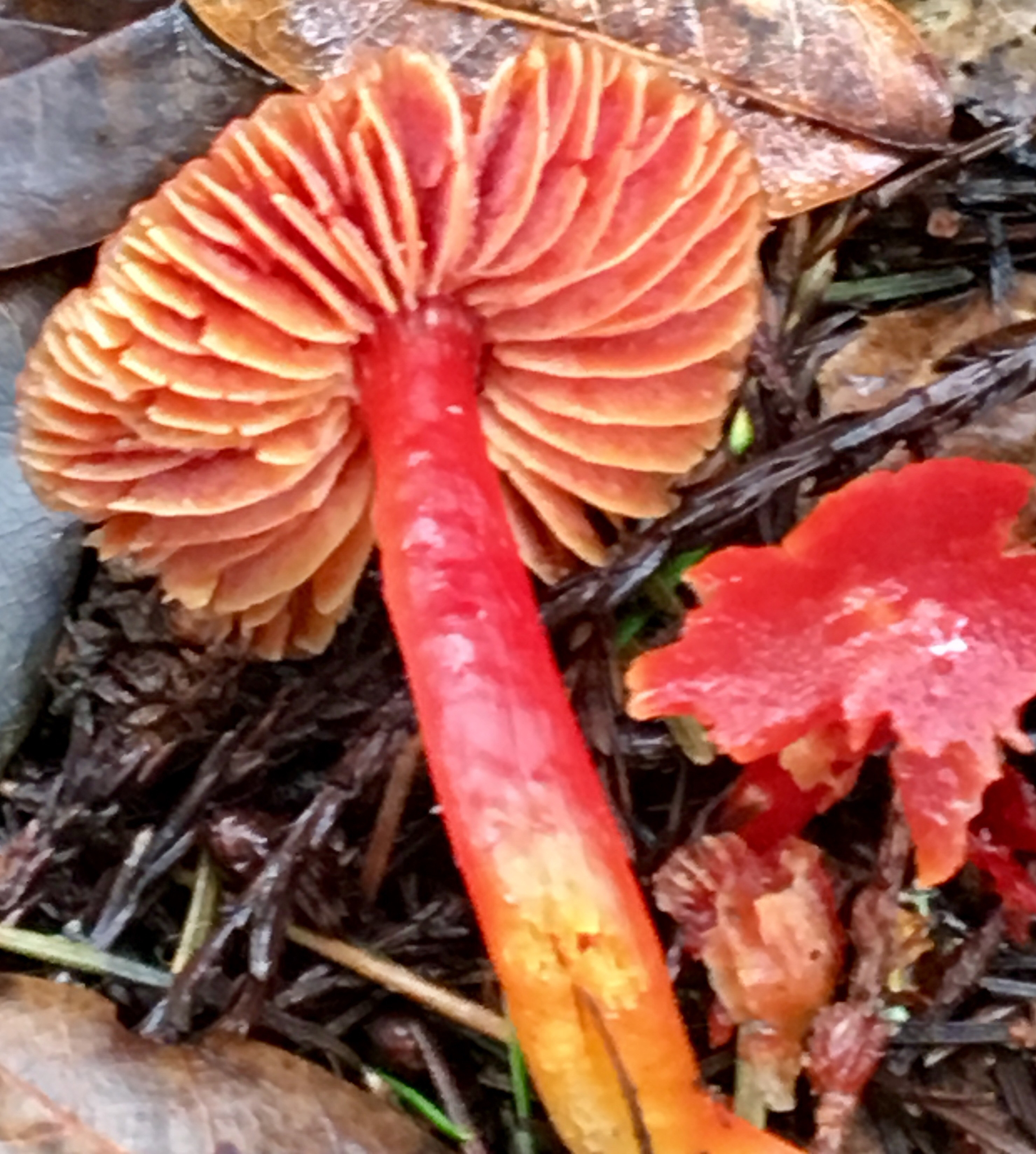 Hygrocybe coccinea image