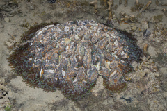 Fimbriaphyllia ancora
