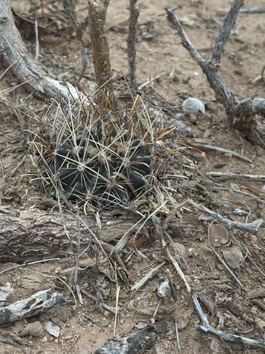 Sclerocactus brevihamatus