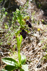 Ophrys kotschyi