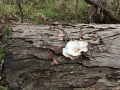 Bondarzewia berkeleyi