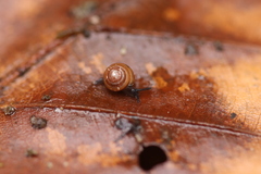 Euconulus