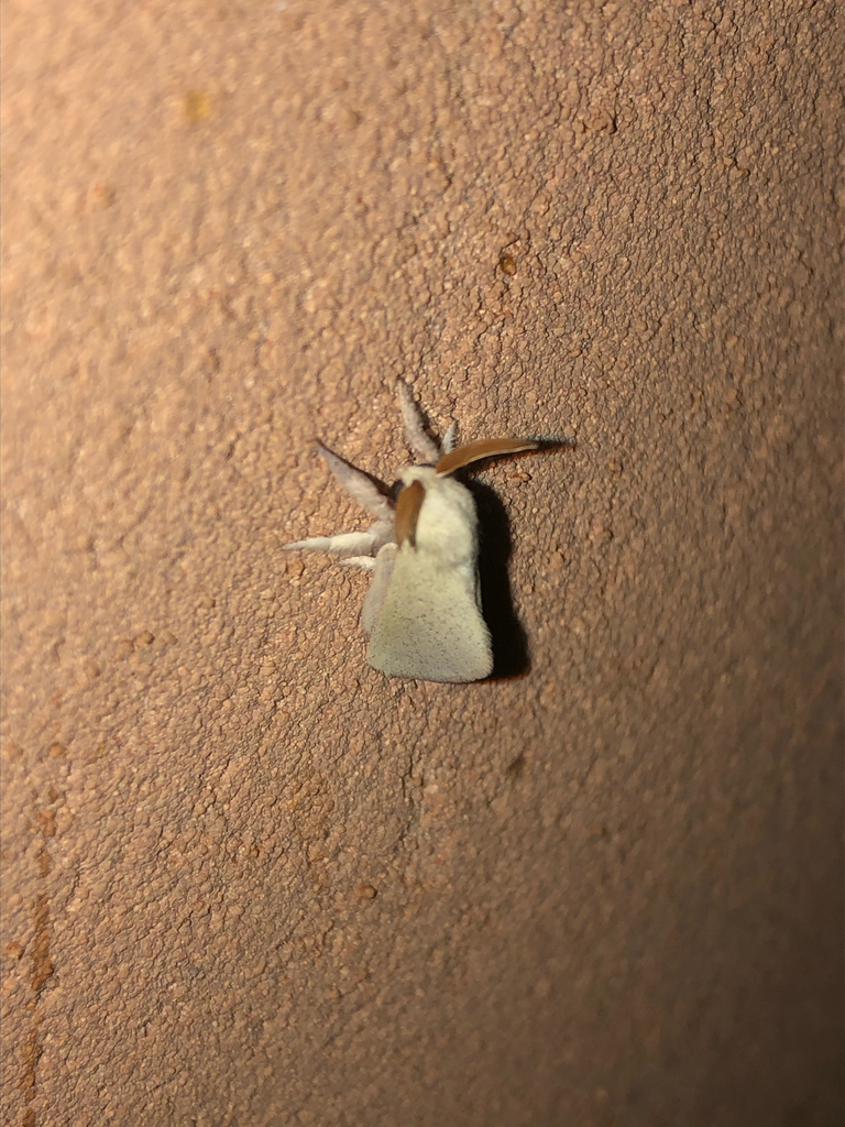 Neurochyta edna