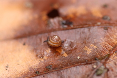 Euconulus