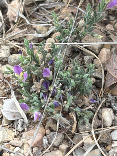 Glandleaf Milkwort (Hebecarpa macradenia)