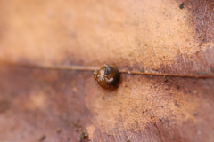 Euconulus