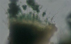 Mycocalicium subtile