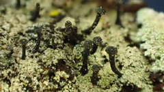 Mycocalicium subtile