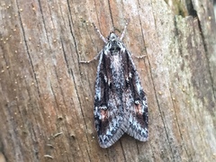 Semioscopis oculella
