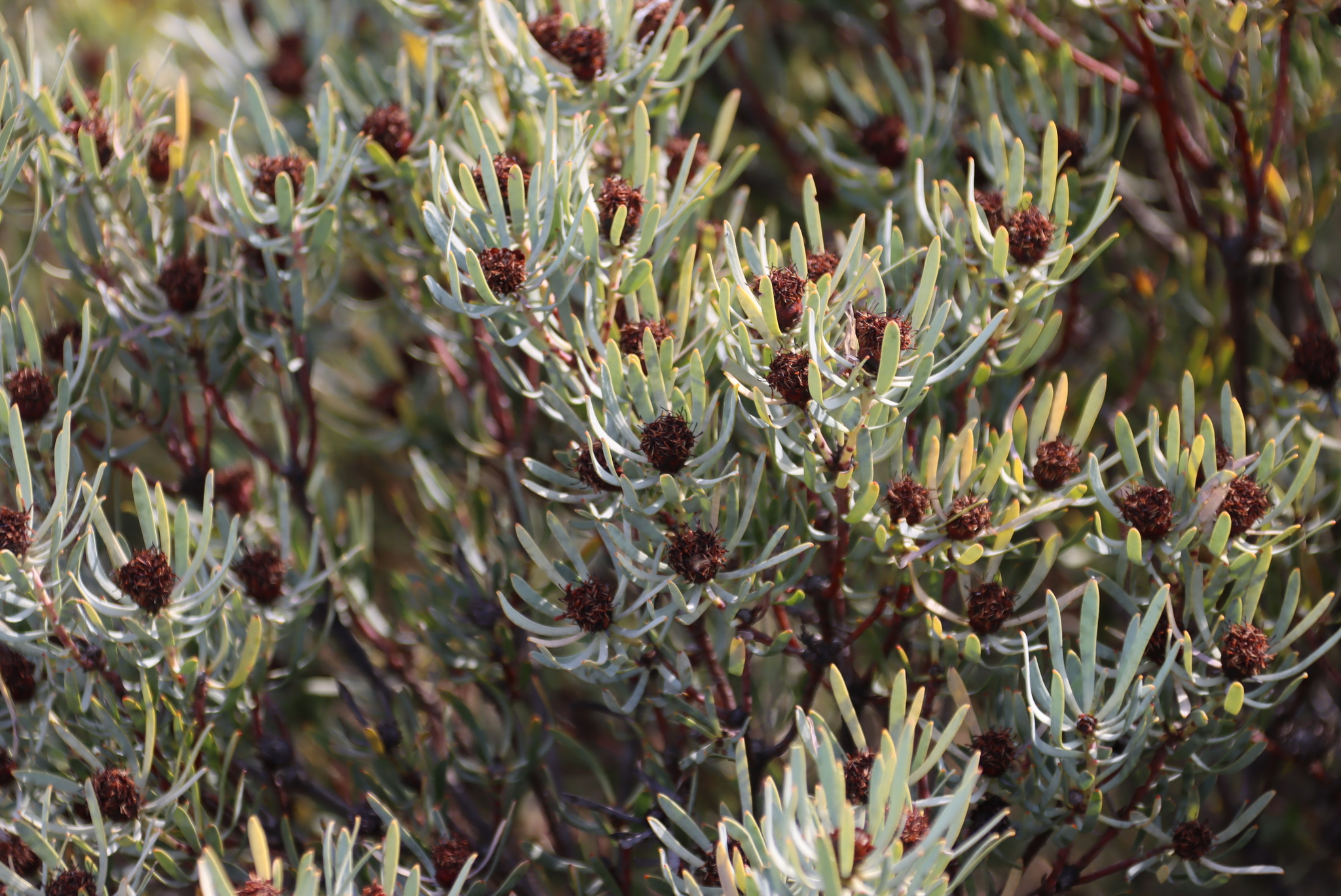 Van Rhynsdorp Conebush (Leucadendron meyerianum)