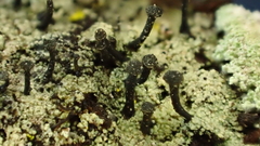 Mycocalicium subtile