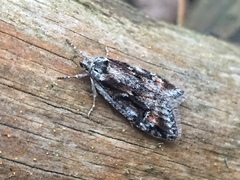 Semioscopis oculella