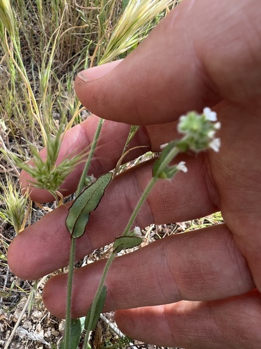 Plagiobothrys arizonicus, 2026-03-22