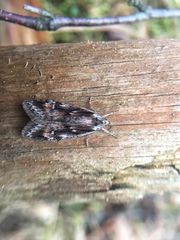 Semioscopis oculella