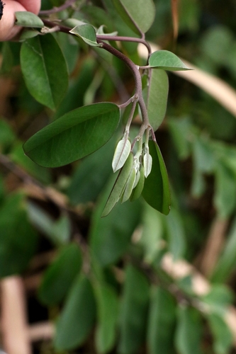 Securidaca inappendiculata observed 2026-04-01