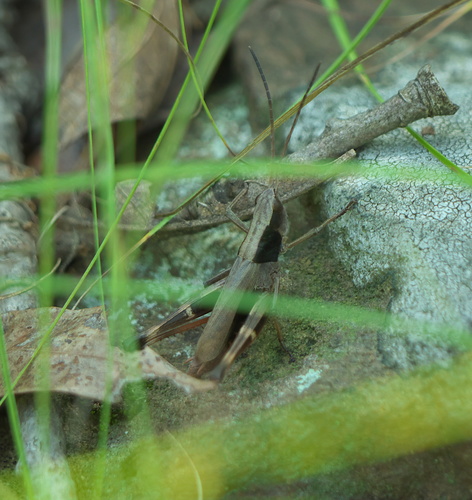 Sprinkled Locust photo 2