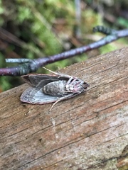 Semioscopis oculella