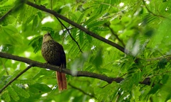 Syndactyla rufosuperciliata