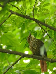 Syndactyla rufosuperciliata